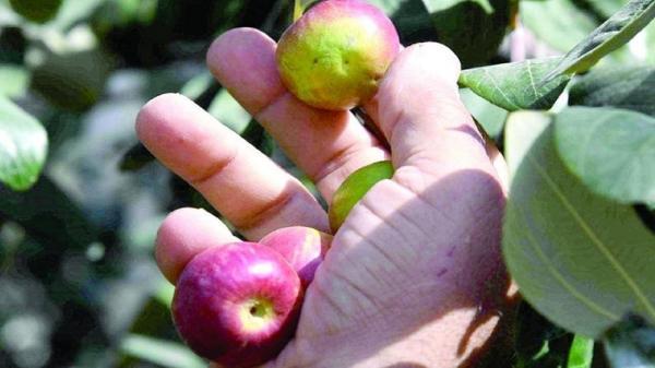 میوه ای شبیه به سیب که جان دو کودک را گرفت