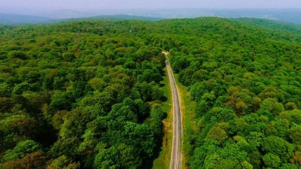 وجود 53 درصد از جنگل های هیرکانی در مازندران